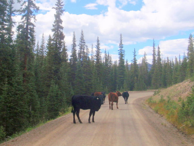 This Bovine saw us, went about 100 feet down the road, and stopped.